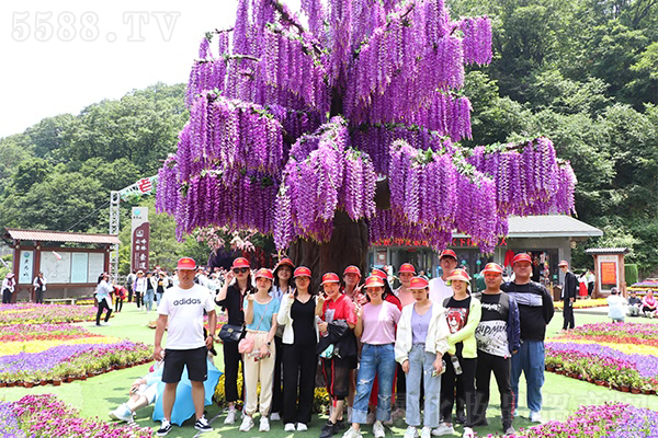 云飄霧繞老君山,難忘的悟道之旅 云飄霧繞老君山,難忘的悟道之旅